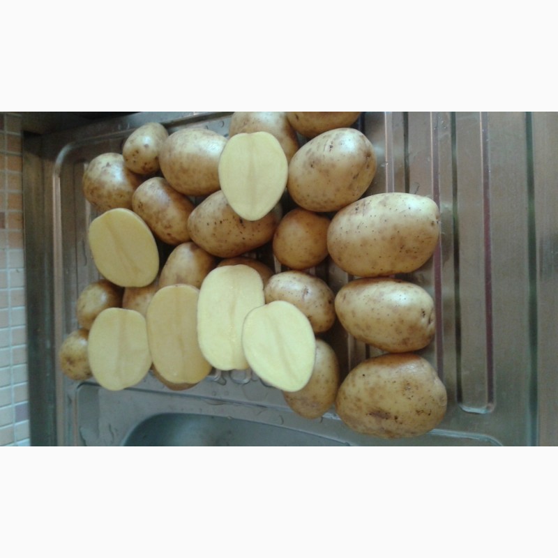 Фото 5. Продаем картофель, подходит для мойки сорт Гала и Королева Анна