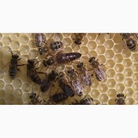 Матки среднерусской породы пчёл