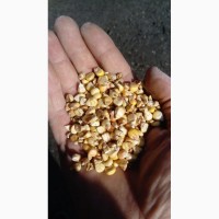 Продаем фуражную кукурузу