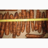 Продаем картофель, морковь подходит для мойки