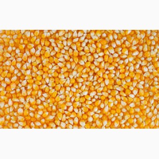 Поставки фуражной кукурузы на экспорт