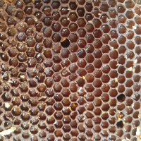 Пчелиная перга, пыльца