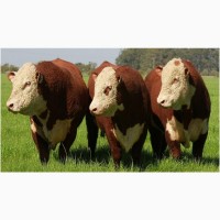 Экспорт крс быки, бычки, телята на Киргизия