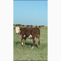 Коровы Казахская Белоголовая