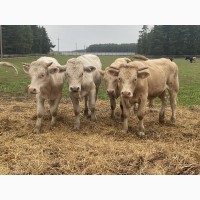 Продаем бычков породы Шароле