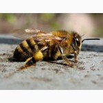 Принимаем заказы на пчелопакеты среднерусской породы пчел