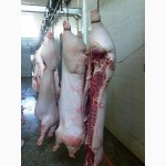 Замороженной свинины / Свиньи полутуши для продажи, 75-100 кг