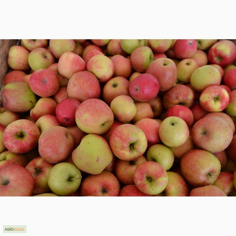 Фото 2. Свежие яблоки из Белоруссии