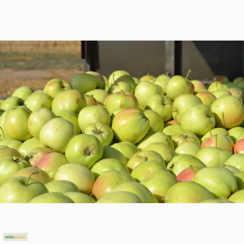 Фото 3. Свежие яблоки из Белоруссии