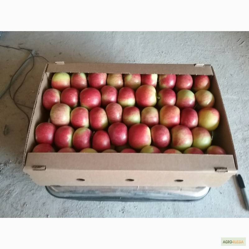 Фото 4. Свежие яблоки из Белоруссии