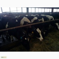 Коровы молочной породы