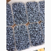 Голубика свежая от 420 - 850 руб / кг