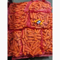 Морковь оптом в Брянской области