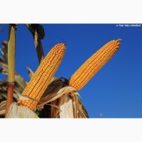 Семена кукурузы Карифолс от производителя КВС (KWS)