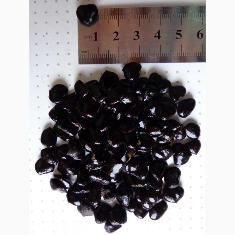 Фото 3. Акклиматизированые семена Магнолия Суланжа. опт 100гр-600руб