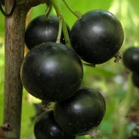 Саженцы чёрной смородины, сорт Селеченская 2, крупноплодная