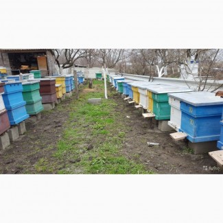 Продам пчелосемьи, пчелы Карпатской породы
