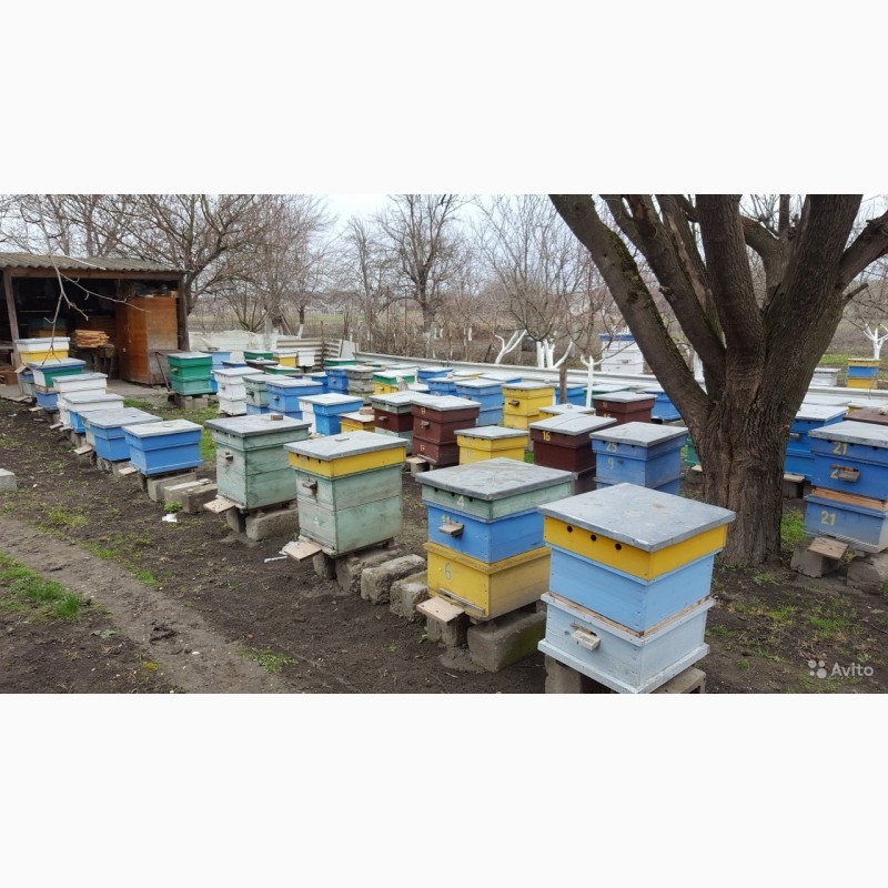Фото 2. Продам пчелосемьи, пчелы Карпатской породы