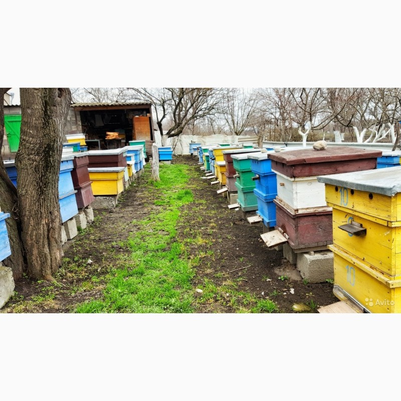 Фото 3. Продам пчелосемьи, пчелы Карпатской породы