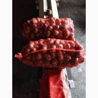 Продам картофель разных сортов ОПТОМ Кемерово