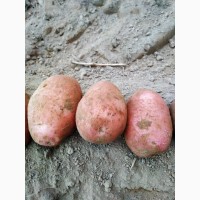 Продам продовольственный картофель, сорт Альвара