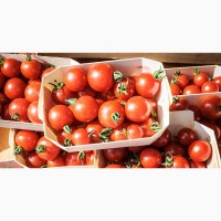 Выгодная продажа помидоров Сабина оптом