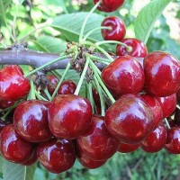 Продам черешню сорта БЫЧИЙ ГЛАЗ из собственного сада разного калибра! урожай 2019г оптом