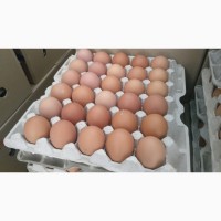 Яйцо пищевое куриное (С1)
