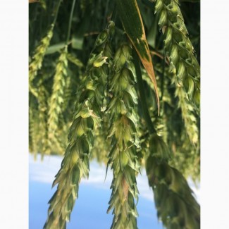 Семена озимой мягкой пшеницы сорт Лилит ЭС/РС1/РС2