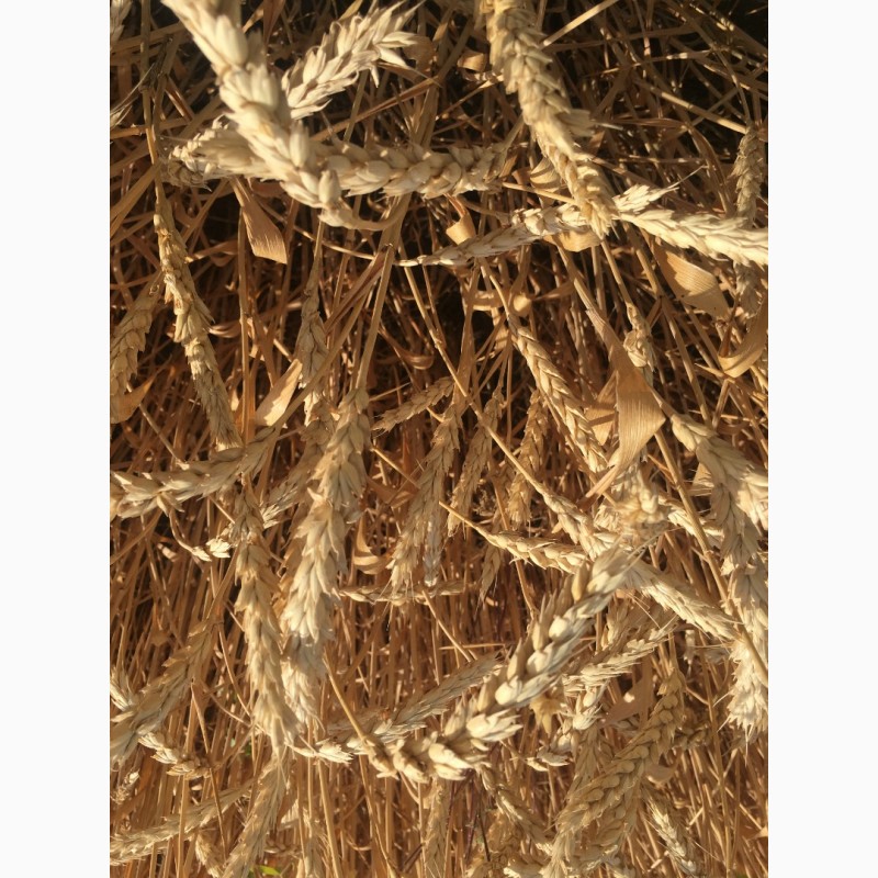 Фото 2. Семена озимой мягкой пшеницы сорт Лилит ЭС/РС1/РС2