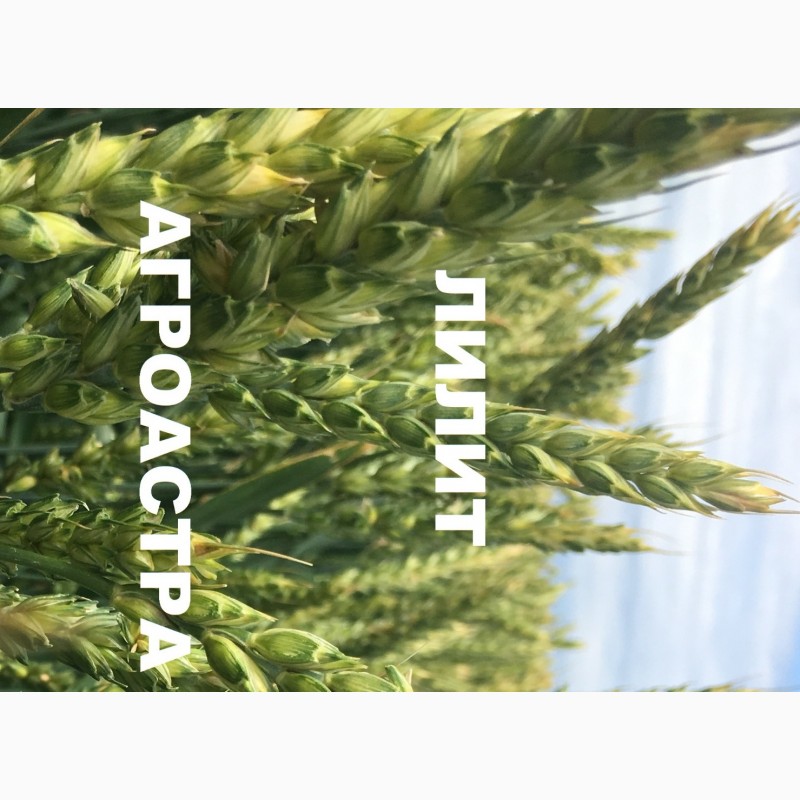 Фото 3. Семена озимой мягкой пшеницы сорт Лилит ЭС/РС1/РС2