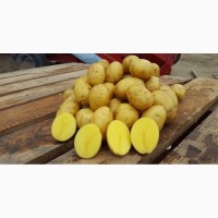 Картофель желтый фермерский