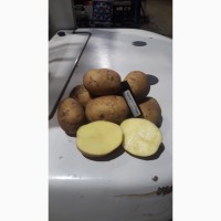 Картофель Гала 5+ оптом