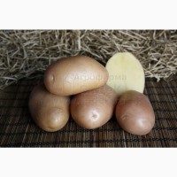 Продам Семенной картофель АЖУР (элита, суперэлита) от СеДеК