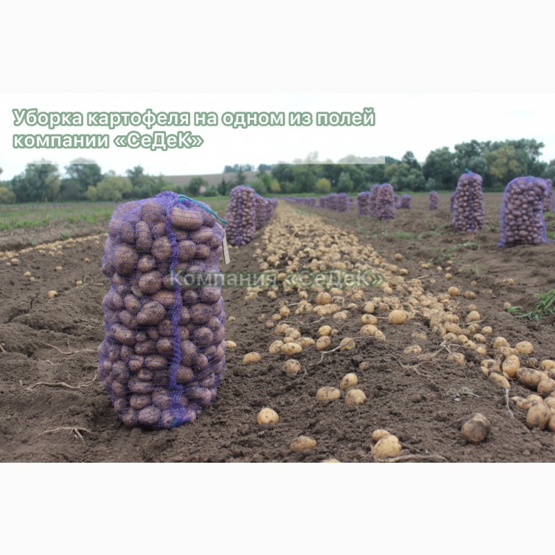 Фото 3. Продам Семенной картофель АЖУР (элита, суперэлита) от СеДеК