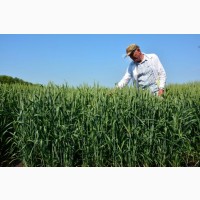 Семена озимой пшеницы Тимирязевка 150 ЭС и РС1 ОТ ПРОИЗВОДИТЕЛЯ
