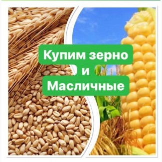 Покупаем пшеницу, рапс, лен, ячмень, кукурузу, нут, горох, горчица