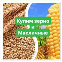 Покупаем пшеницу, рапс, лен, ячмень, кукурузу, нут, горох, горчица