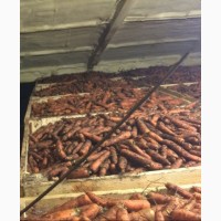 Продам качественную морковь 2020г, от 5 тонн