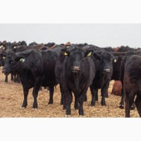 Экспорт крс быки, бычки, телята на Узбекистан