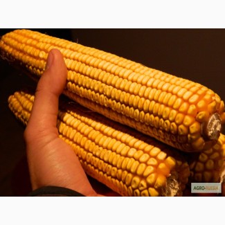 Продам семена кукурузы Краснодарский 291