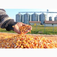 Кукуруза в Ставрополе цена