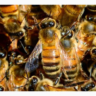 Пчелопакеты Карника на весну 2022 года
