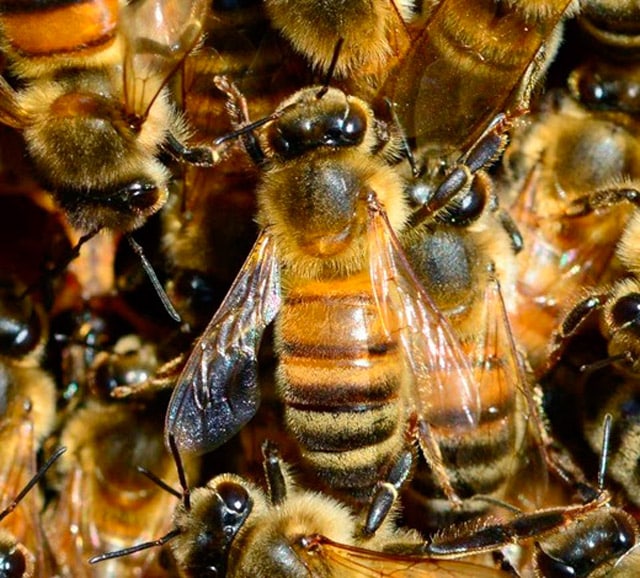 Пчелопакеты Карника на весну 2022 года