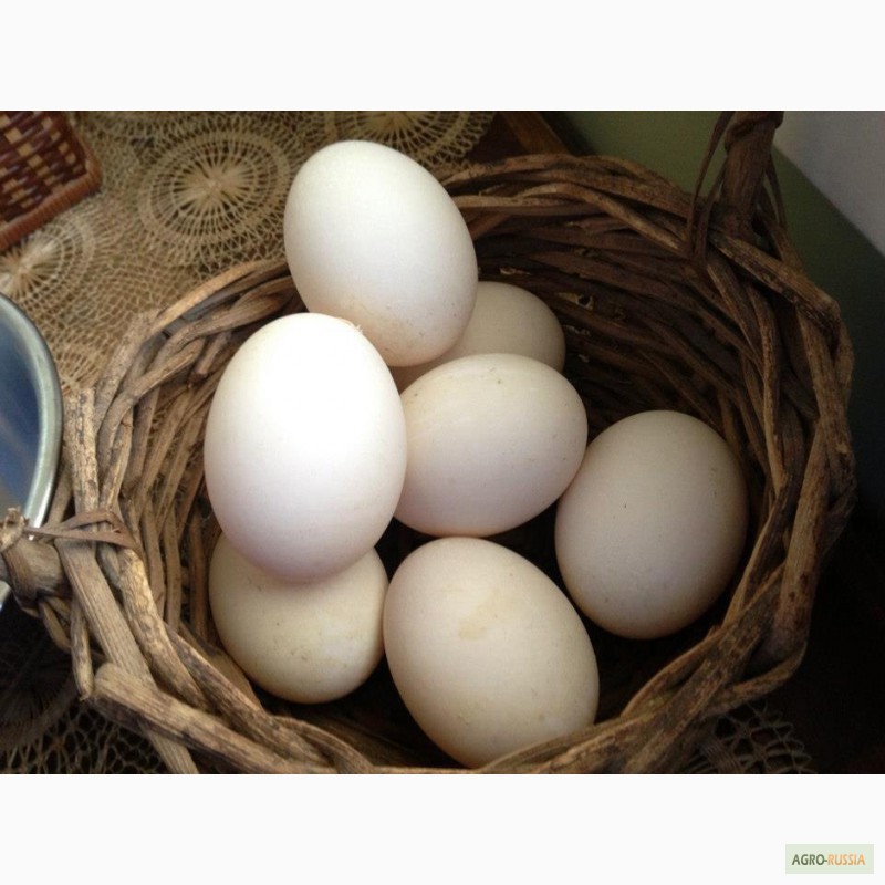 Купить Домашние Яйца В Московской Области