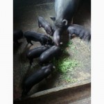Продам свинок вьетнамских вислобрюхих