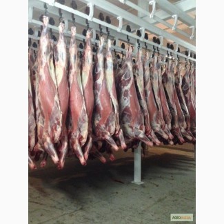 Мясо-говядина коровы в полутушах 1 и 2 категории оптом по ГОСТ Р 54315-2011