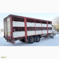 Услуги скотовоза для перевозки крупно-рогатого скота