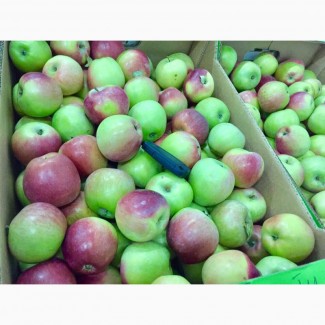 Яблоки разных сортов оптом от производителя