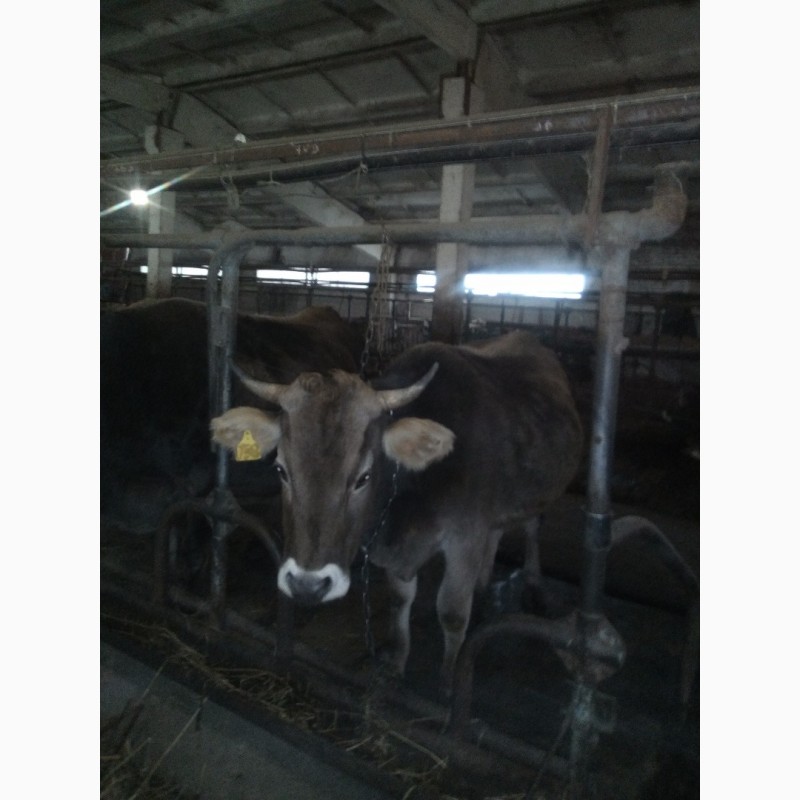 Фото 2. Продам коров, нетелей швицкой породы